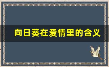 向日葵在爱情里的含义